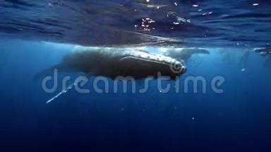 一群潜水员<strong>靠近</strong>座头鲸妈妈和幼犊<strong>靠近</strong>水面。
